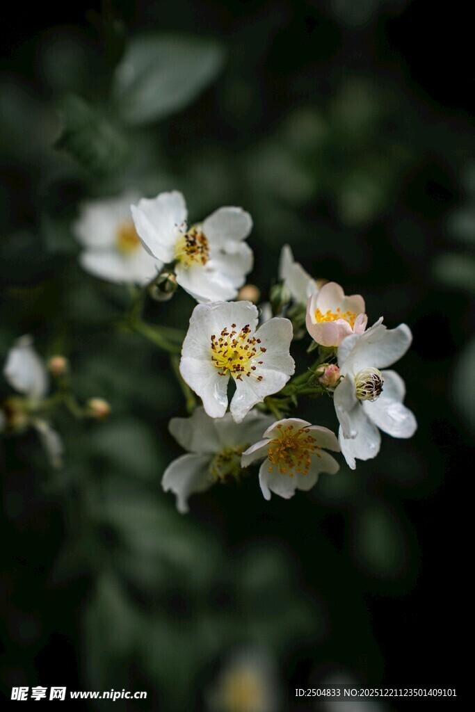 白色小花绽放于绿叶间