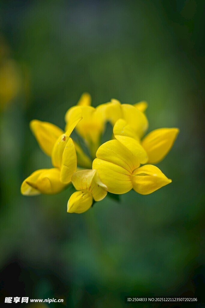 黄色小花绽放