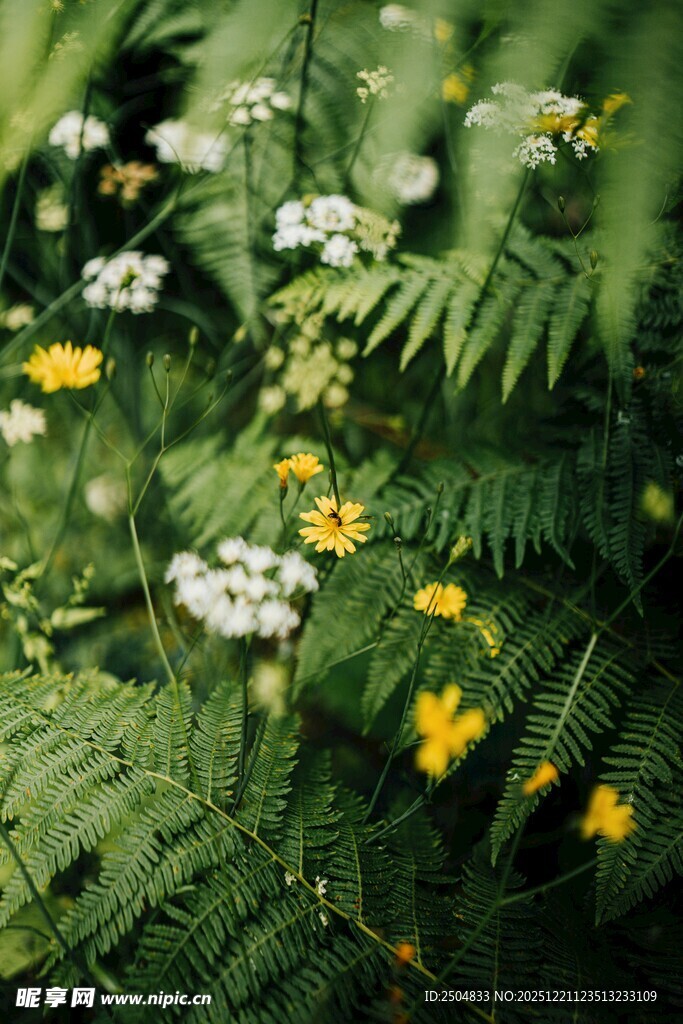 草丛中的黄白小花