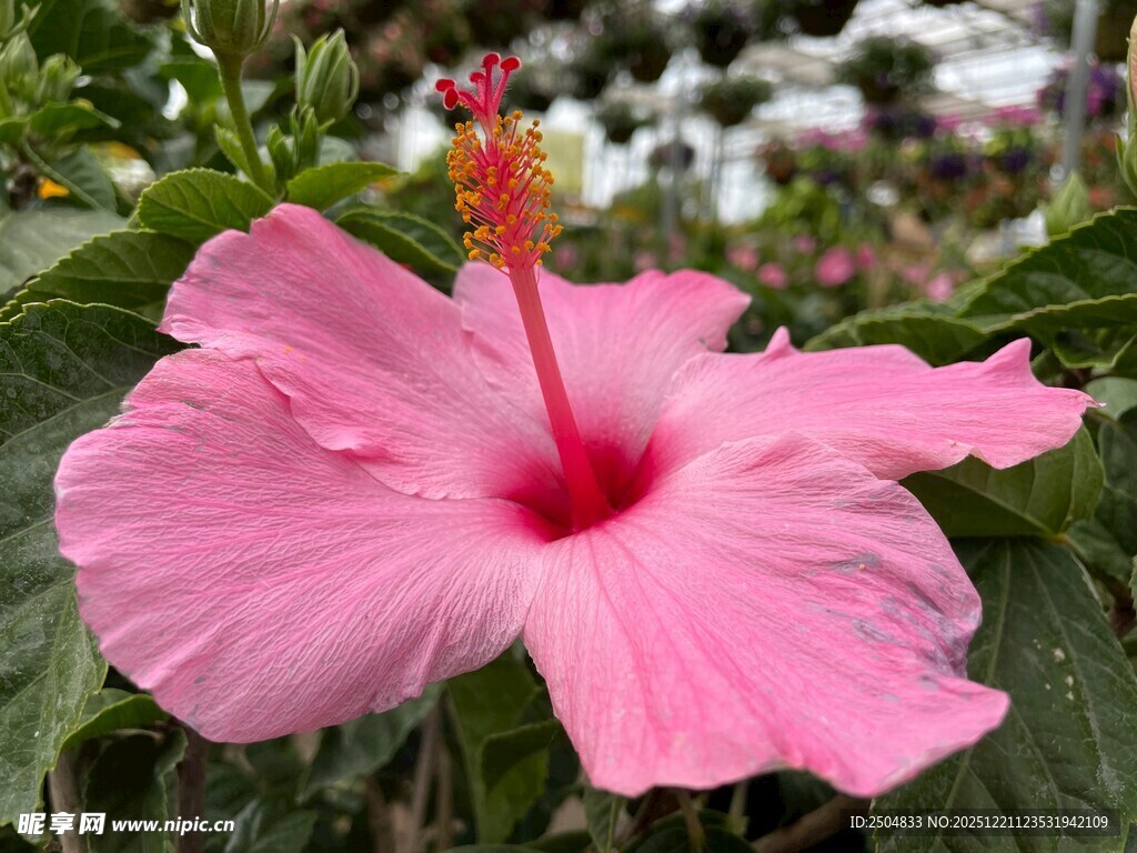 娇艳粉色木槿花特写