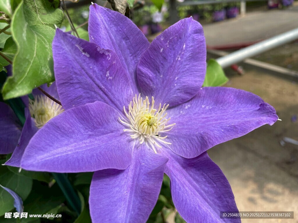 紫色铁线莲特写