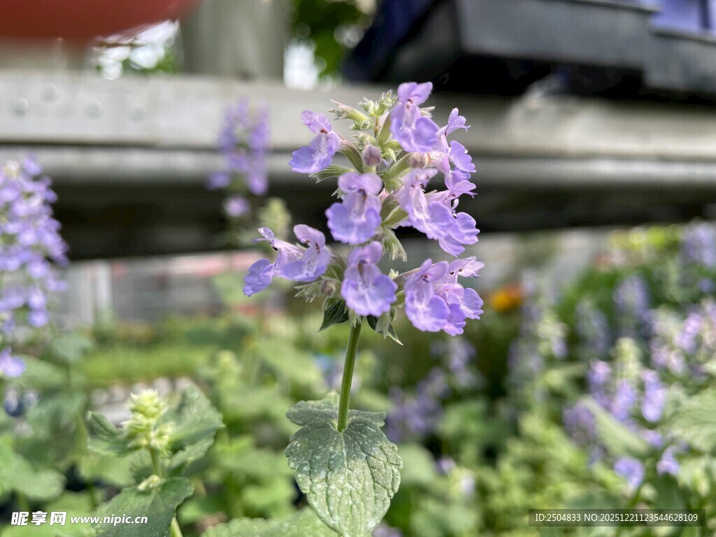 紫色小花绽放于绿植间