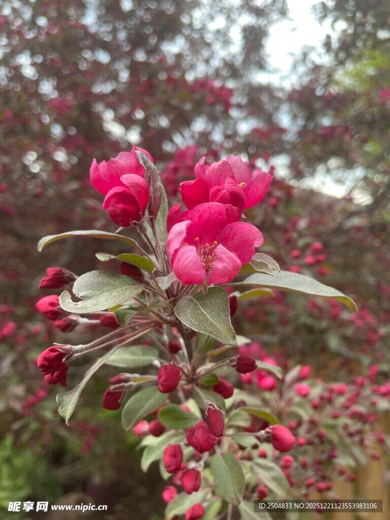 娇艳红花朵朵绽枝头