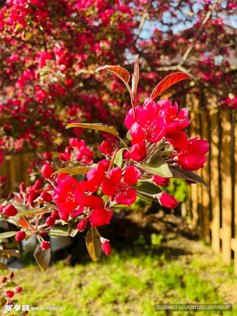 娇艳红花朵朵绽放