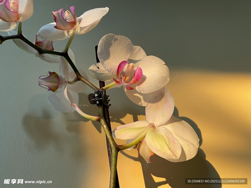 优雅绽放的白色兰花