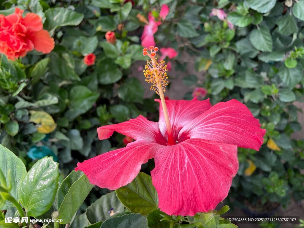 艳丽朱槿绽放绿叶间