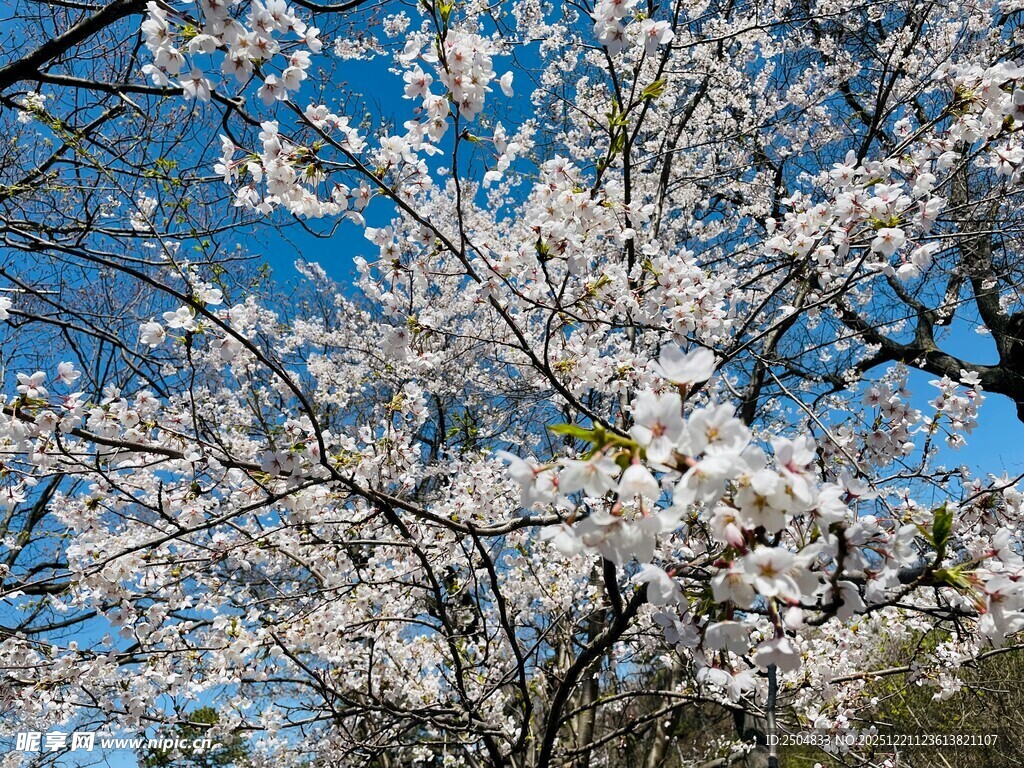 春日盛开的烂漫樱花树