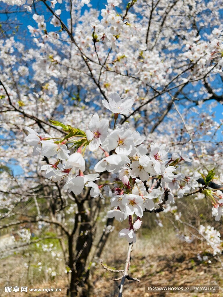 春日绽放的烂漫杏花树