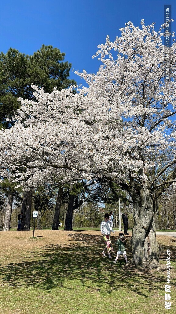春日樱花下的漫步场景