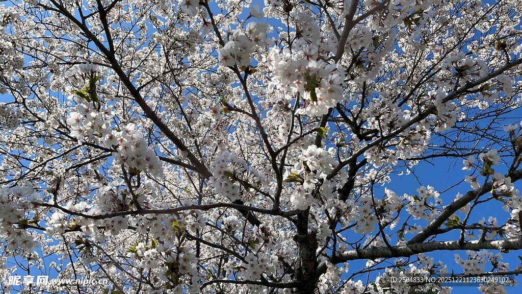蓝天映衬下的繁花满树