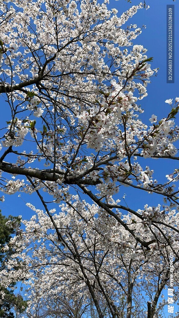 蓝天映衬下的烂漫樱花树