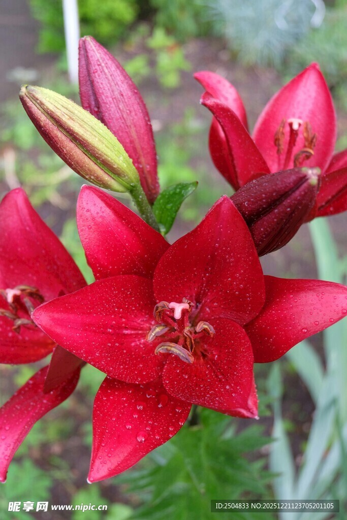 艳丽红色百合花绽放