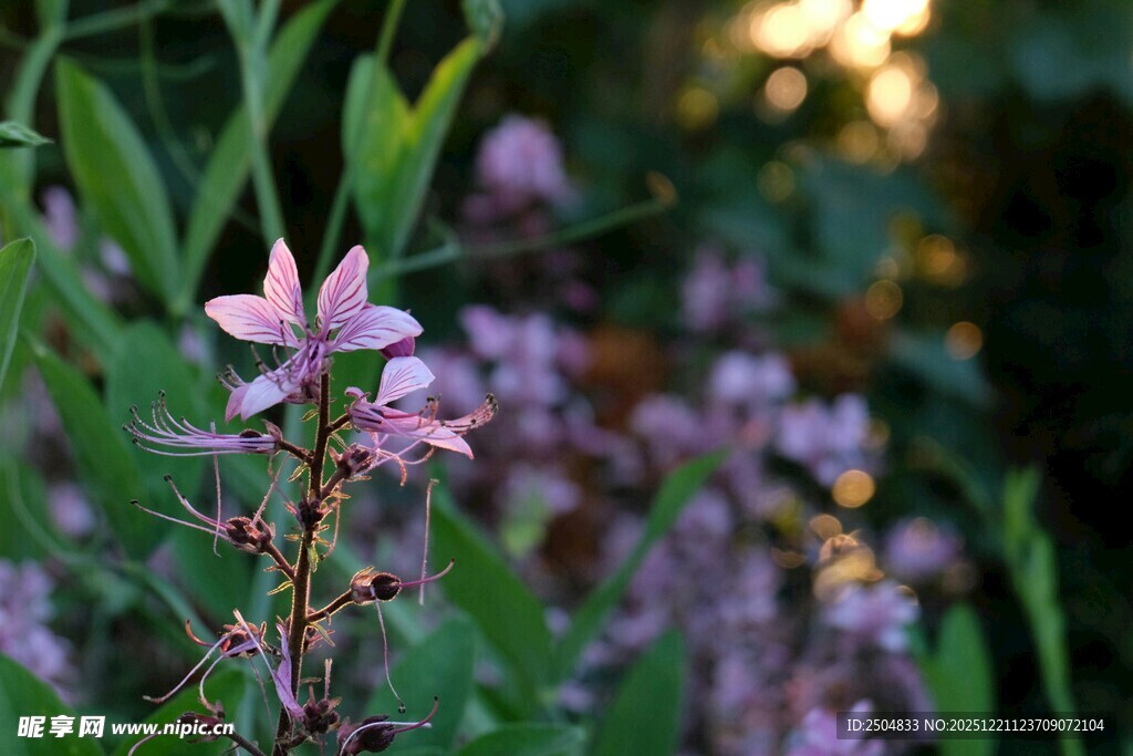 夕阳下的美丽紫色小花