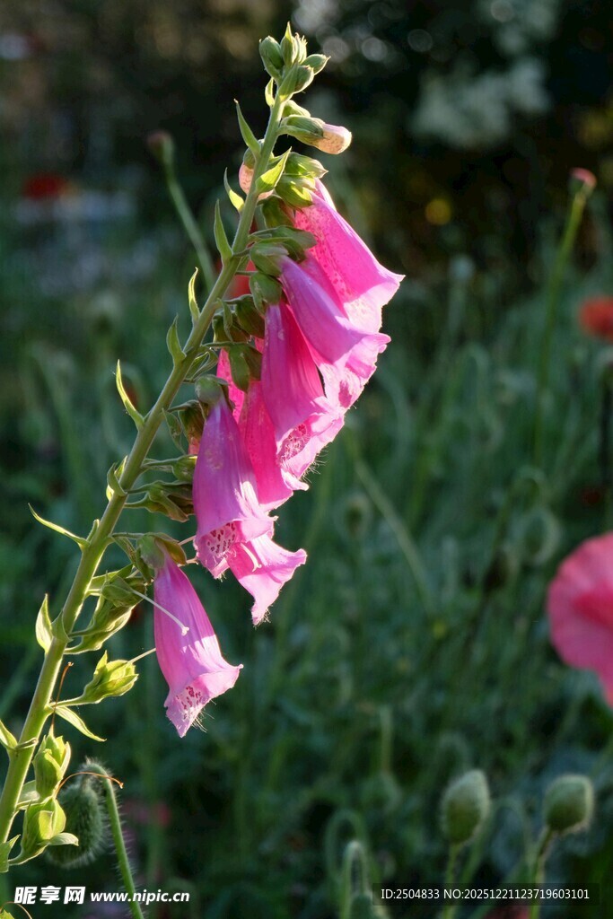 粉色毛地黄绽放