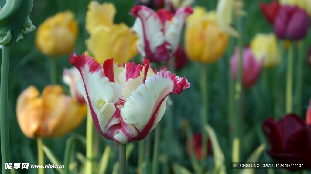 多彩郁金香绽放美景