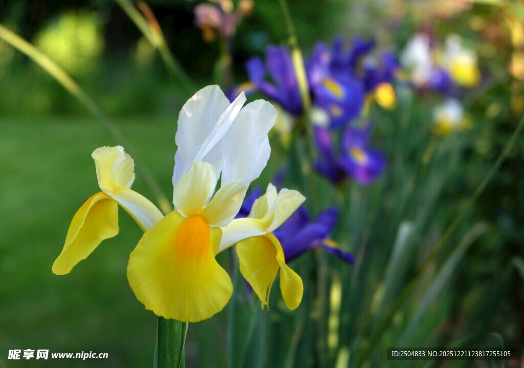鸢尾花绽放于绿意间