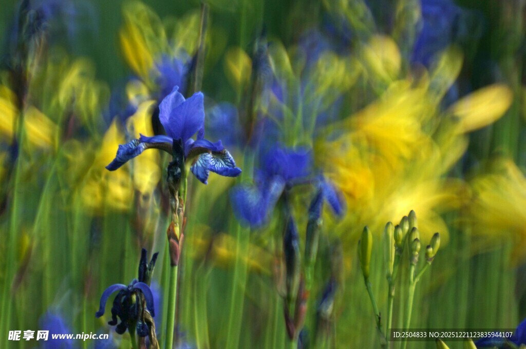 蓝鸢尾绽放于多彩花丛中