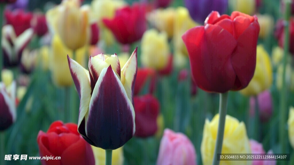 多彩郁金香绽放美景