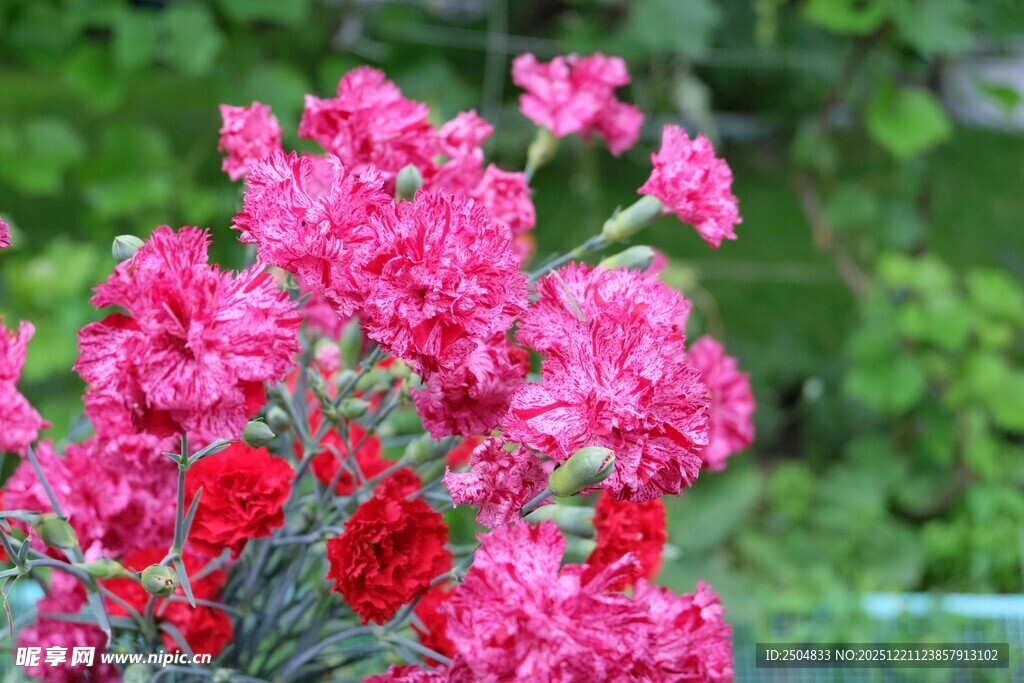 艳丽粉色花卉绽放