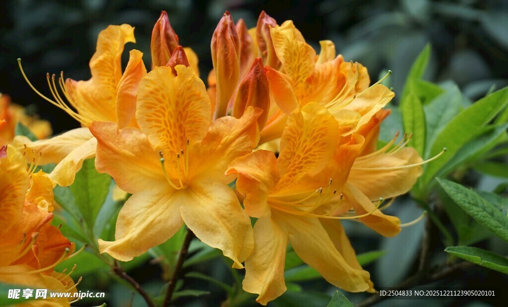 艳丽黄色杜鹃花绽放