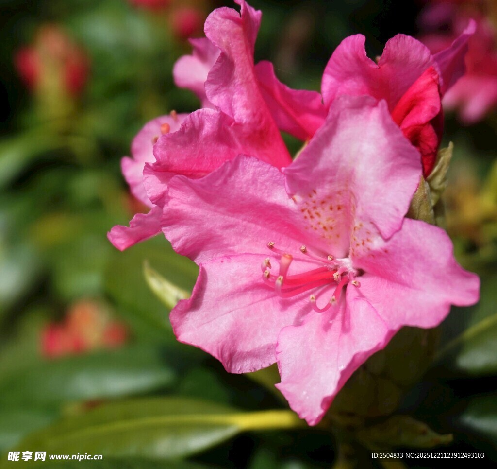 娇艳粉色杜鹃花绽放