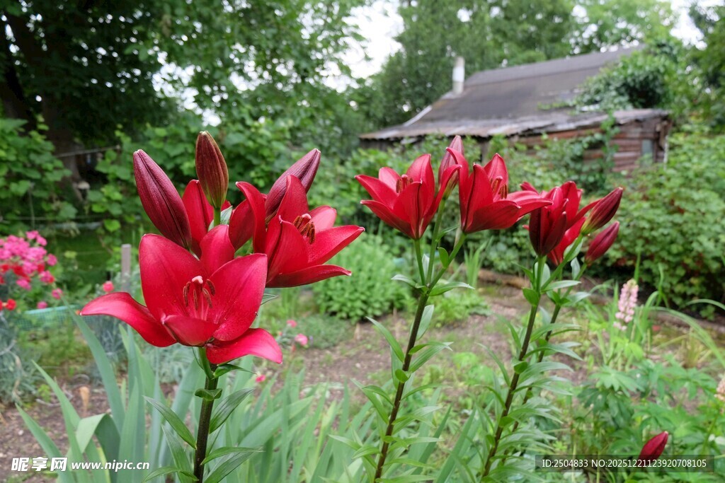 花园中绽放的艳丽红百合