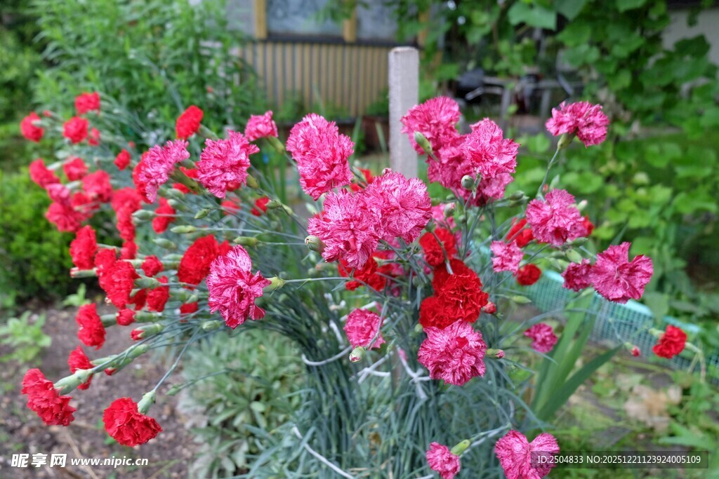 娇艳粉色花卉绽放美景