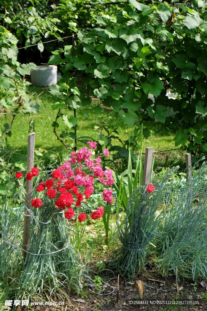 花园中绽放的艳丽红花朵