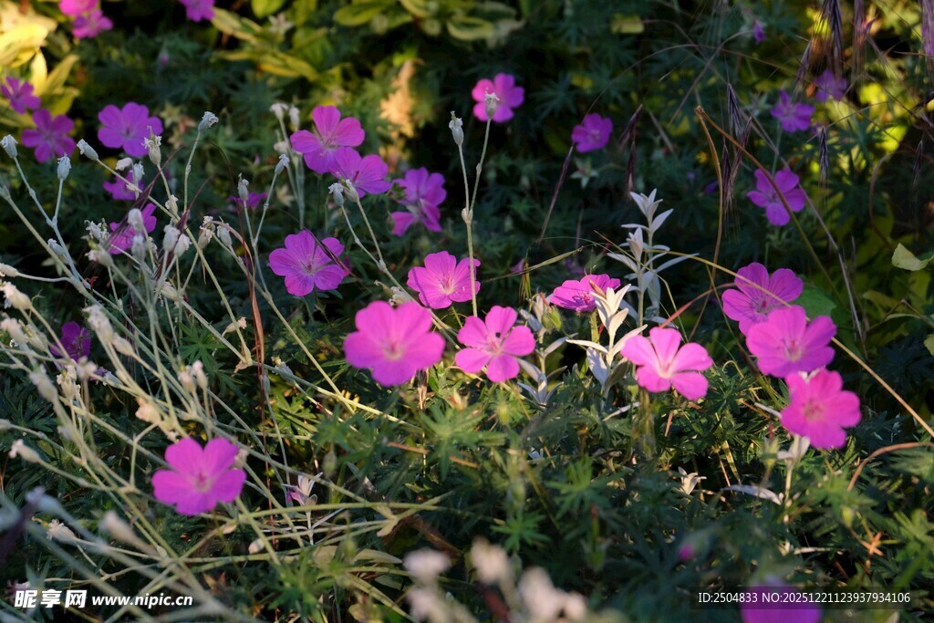 粉色小花绽放于草丛间