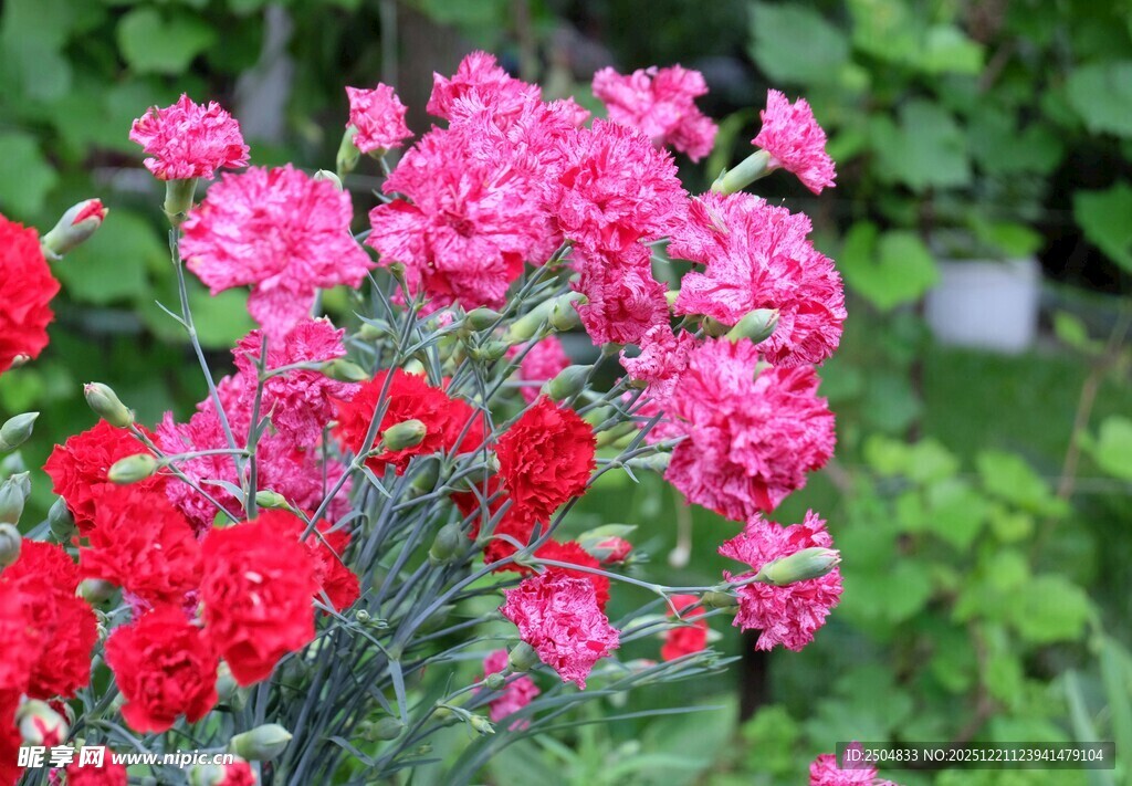 多彩康乃馨绽放