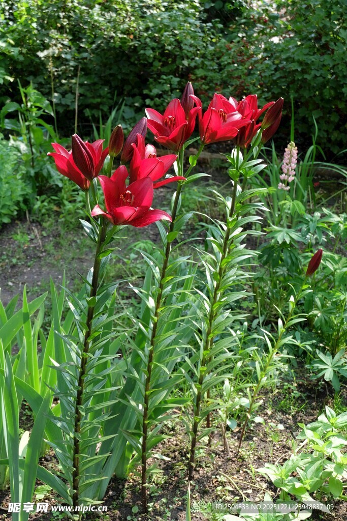 花园中绽放的艳丽红百合