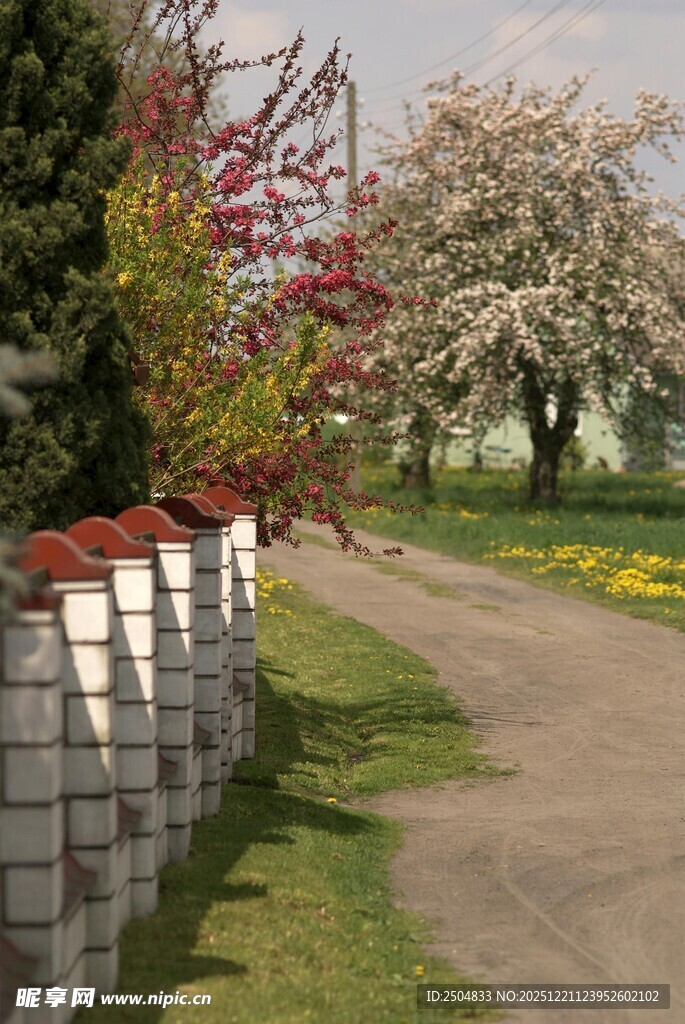春日乡间小路旁的烂漫花景