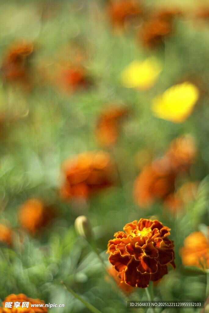 鲜艳万寿菊绽放于绿野