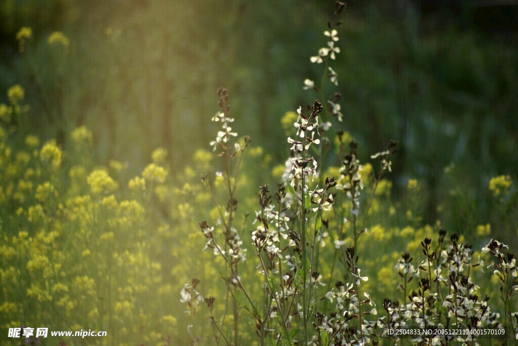 阳光洒落的清新花草