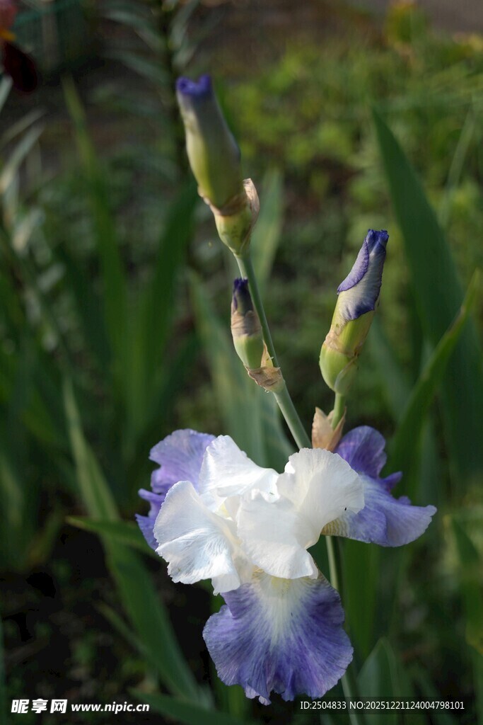 蓝白鸢尾花绽放于草丛