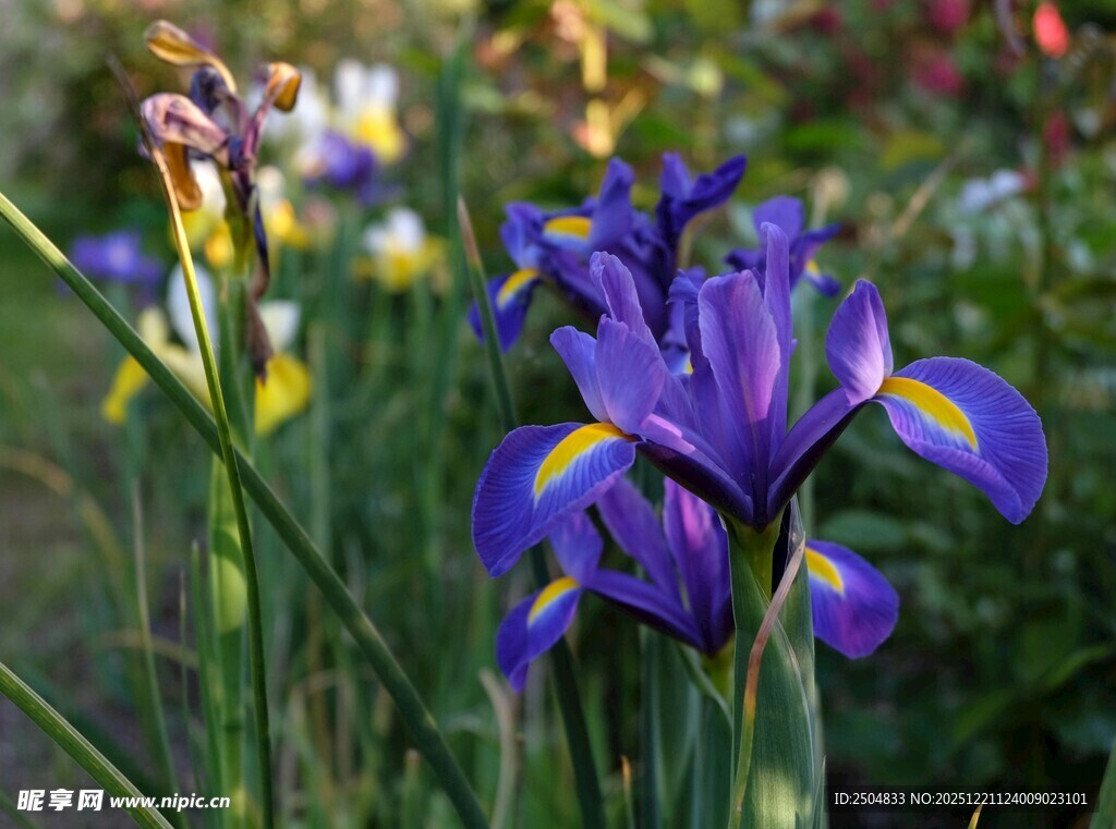 紫色鸢尾花绽放于花丛