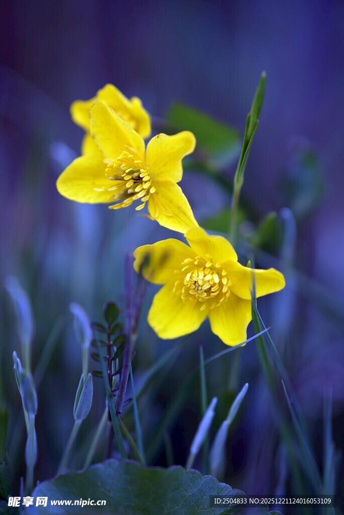 两朵黄色小花绽放草丛