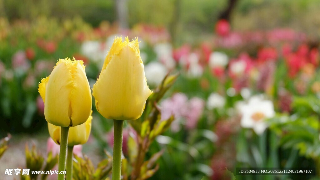 黄色郁金香绽放花丛中