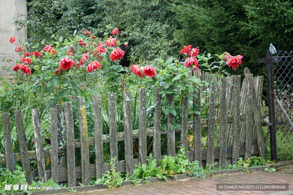 木栅栏旁绽放的艳丽玫瑰
