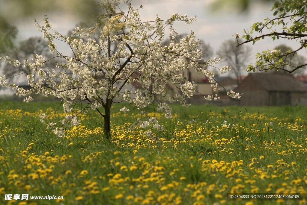 春日繁花树 草地绽金黄