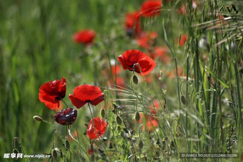 田野中的艳丽红色花朵