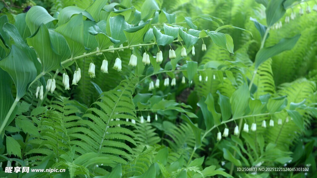 翠绿蕨类植物生机盎然