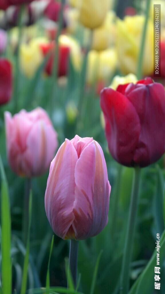 多彩郁金香绽放美景