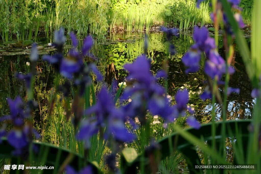 紫色花丛中的自然美景