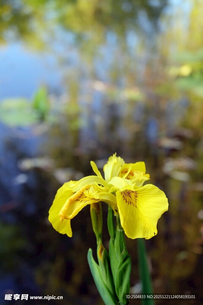 黄色鸢尾花特写