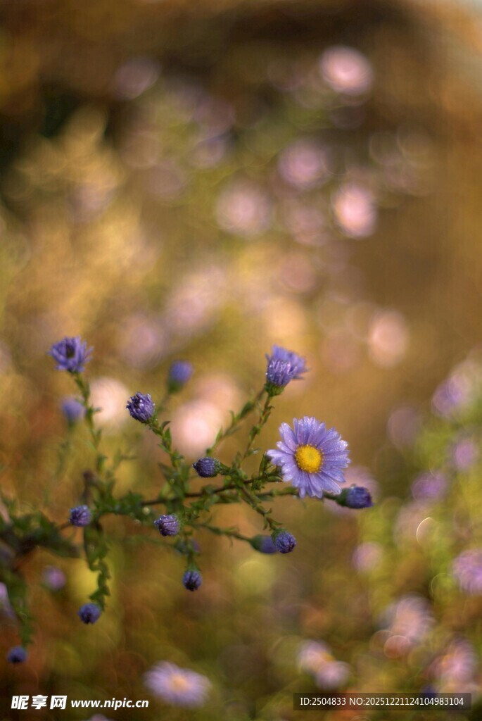 紫色小花绽放于自然间
