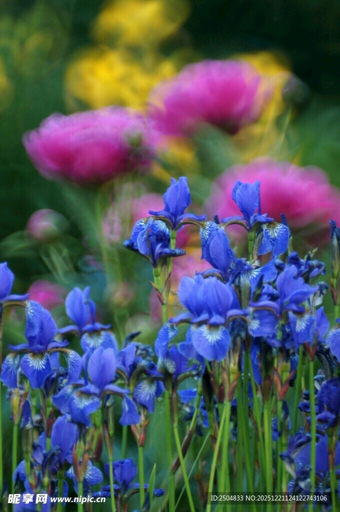 蓝花绽放于多彩花丛中