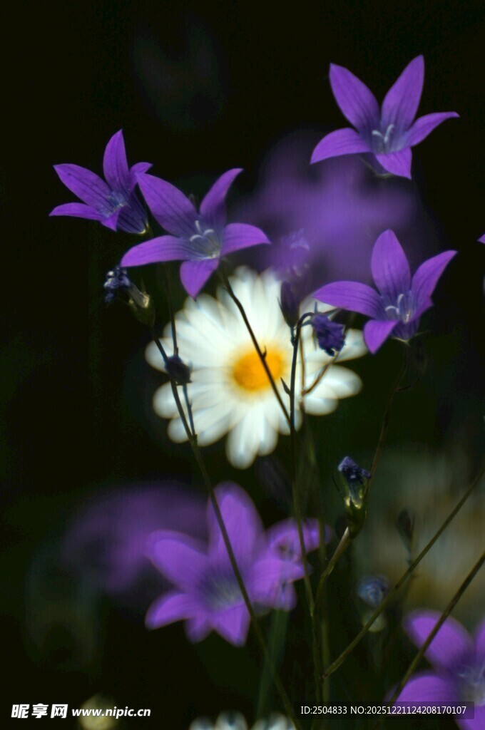 紫白花卉绽放美景