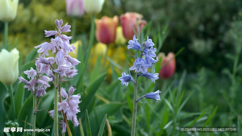 多彩花卉绽放于绿野间