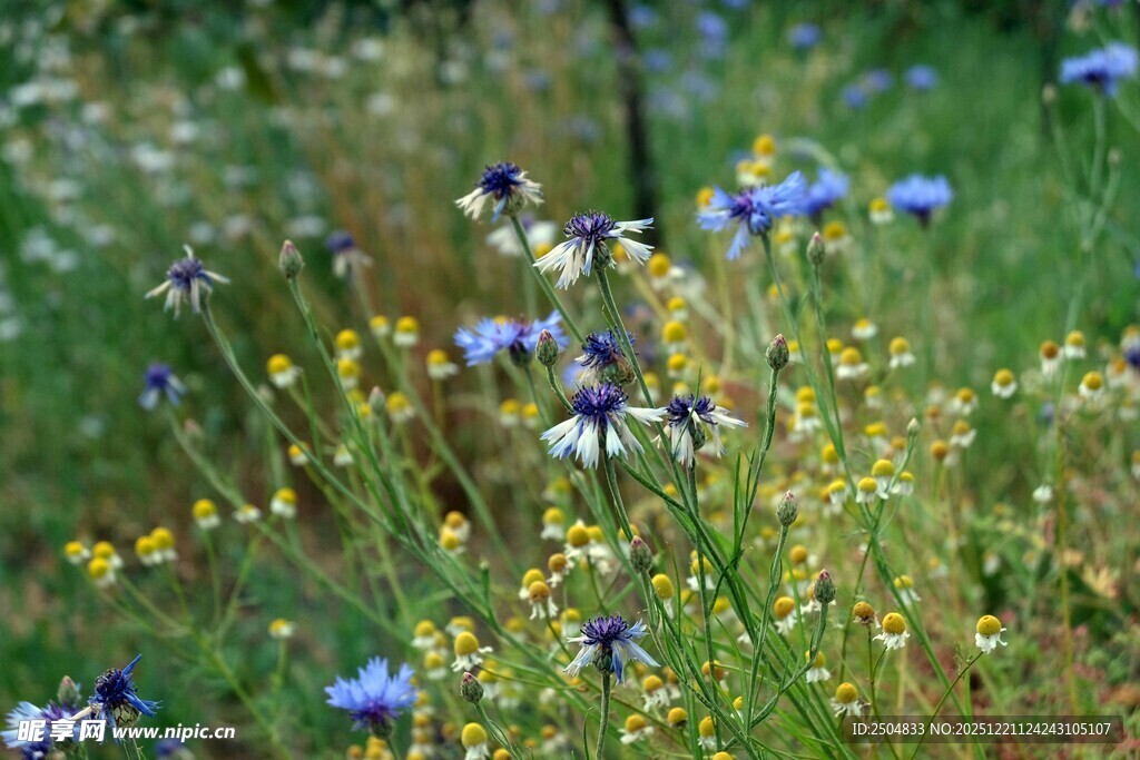 野外蓝黄相间美丽野花